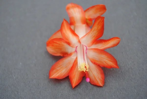 Christmas Cactus Starter Plant Stephanie Schlumbergera Truncata Fresh Garden