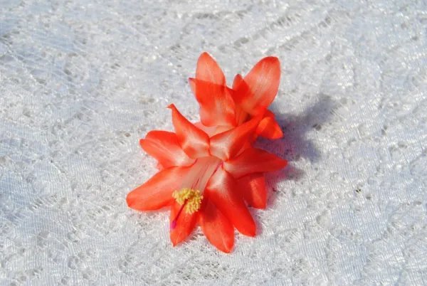 Christmas Cactus Starter Plant Blushing Belle Schlumbergera Truncata Fresh Garden