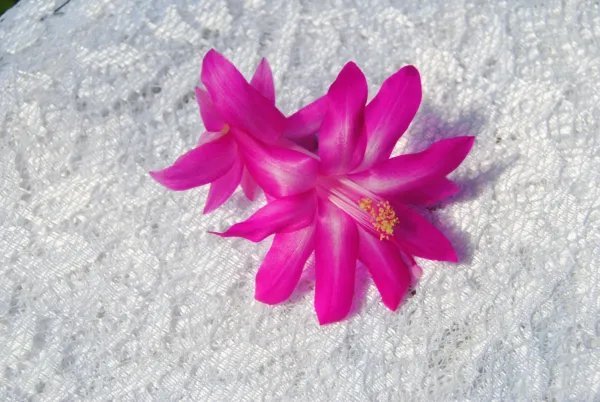 Christmas Cactus Starter Plant Crown Jewels Schlumbergera Truncata Fresh Garden
