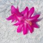 Christmas Cactus Starter Plant Crown Jewels Schlumbergera Truncata Fresh Garden