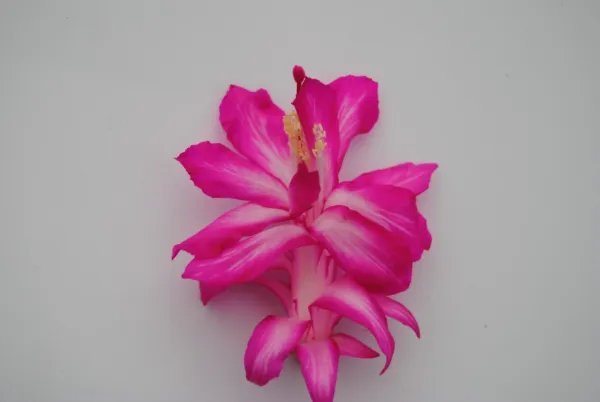 Christmas Cactus Starter Plant Rossmore Harry Schlumbergera Truncata Fresh Garden