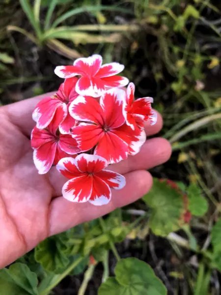 Rare Red & White Pelargonium Zonal Geranium Live Plant 6