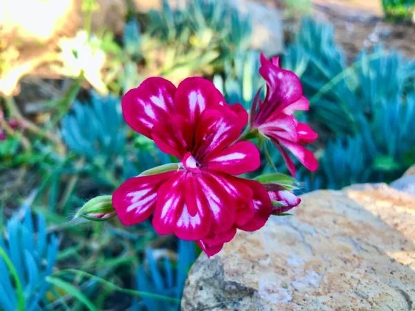 Hot Pink White Pelargonium Peltatum Trailing Ivy Geranium Live Plant 6" Cutting Fresh Garden