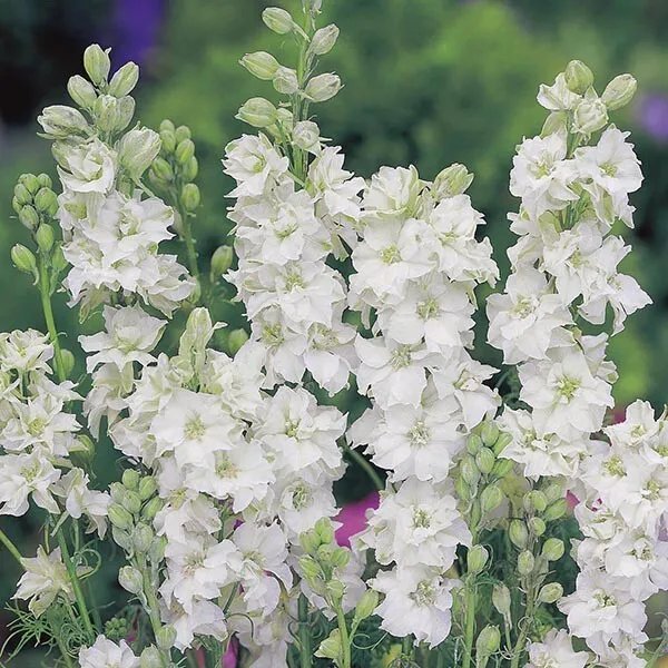 Larkspur Wedding White Seeds Fresh Garden