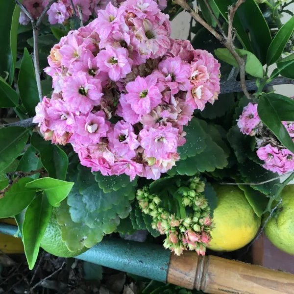 Kalanchoe Double Bloom Succulent Cuttings To Root 3 Colors Fresh Garden