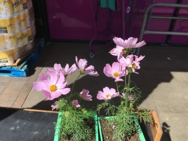 New True Dwarf Cosmos Seeds 10 12&acirc;�� (New This Year) Fresh Garden