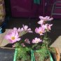 New True Dwarf Cosmos Seeds 10 12” (New This Year) Fresh Garden