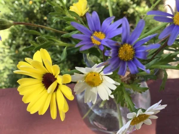 Daisy Seed Mix Painted 100 Seeds Pastel Blue,Yellow White Fresh Garden
