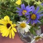 Daisy Seed Mix Painted 100 Seeds Pastel Blue,Yellow White Fresh Garden