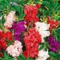 Balsam (Camelia Flowered) Seed 30 Seeds For Shade Fresh Garden