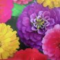 Florist Quality Zinnia Seeds For Cutting New Crop Fresh Garden