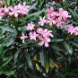 Oleander Cuttings For Rooting (8)Red Or Pink Or Mix Fresh Garden