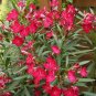 Oleander Nerium Seed Scarlet Red 50 Seeds Per Pack Fresh Garden