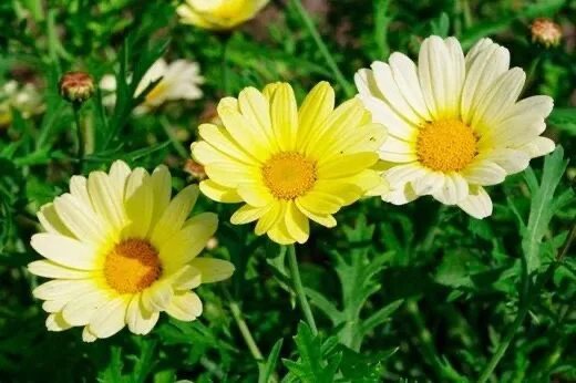 Painted Daisy Sunshine Yellow Seeds Packet Of 100 Fresh Garden