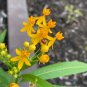 Butterfly Flower Milkweed 50 Hello Yellow For Monarchs Like Tiny Daffodils Fresh Garden