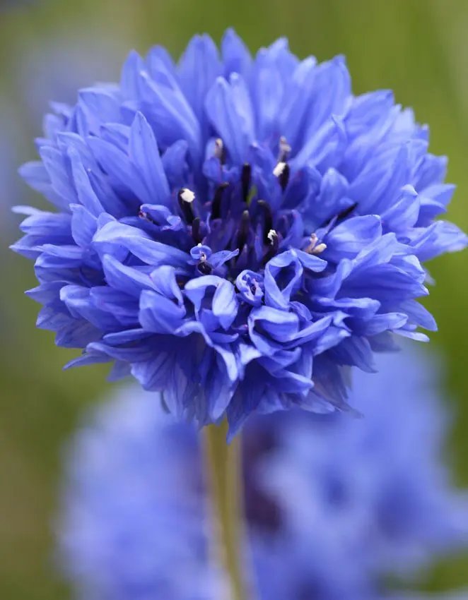 Batchelor Button Blueboy Flower Seed Florist Quality Fresh Garden