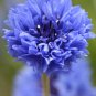 Batchelor Button Blueboy Flower Seed Florist Quality Fresh Garden