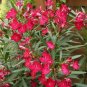 Oleander Nerium Seed Scarlet Red 50 Seeds Fresh Garden