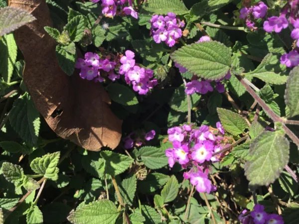 Verbena Light Violet 6 Cuttings For Rooting Fresh Garden