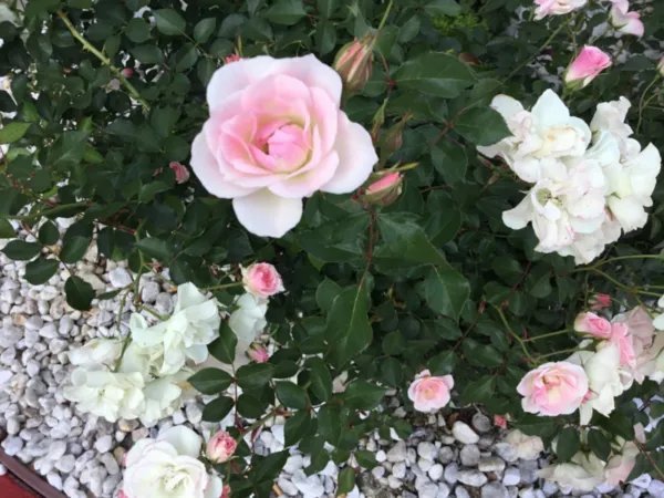 Rose Pink Iceberg Cuttings For Rooting (4) Fresh Garden