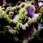 Miniature African Violet Leaf Cuttings 8 Leaves Ly Cut And Shipped Fresh Garden