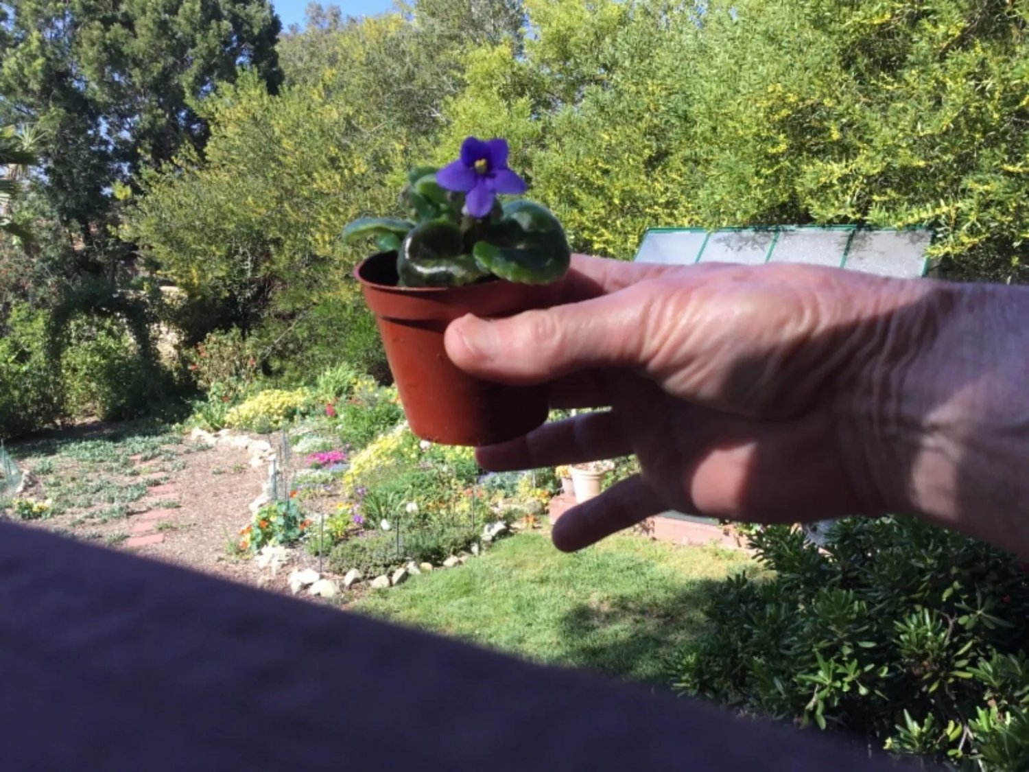 Miniature African Violet Leaf Cuttings 8 Leaves Fresh Garden