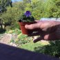 Miniature African Violet Leaf Cuttings 8 Leaves Fresh Garden