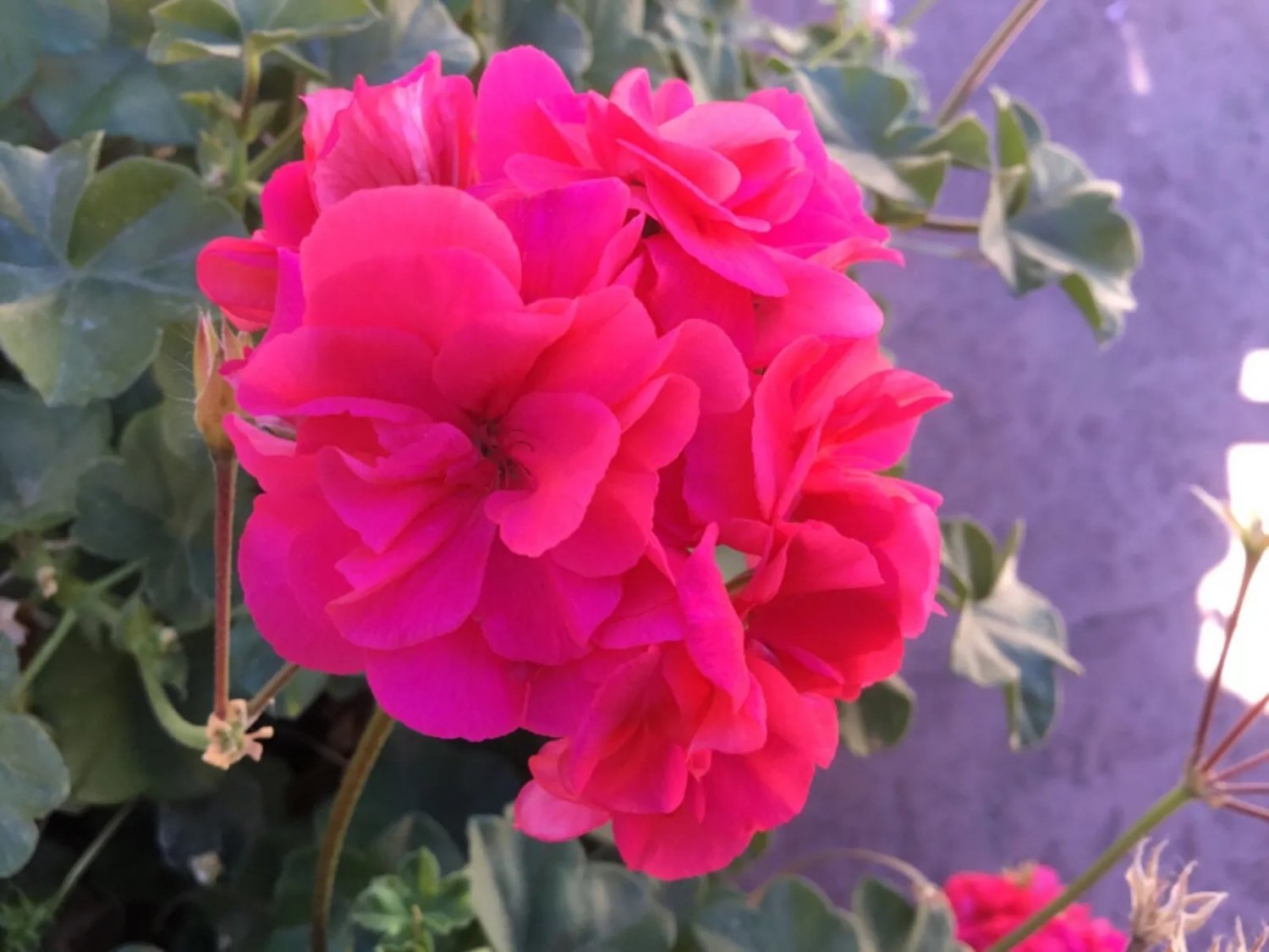 Geranium Salmon Pink Double Ivy Pelargonium 6 Cuttings For Rooting Fresh Garden