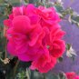 Geranium Salmon Pink Double Ivy Pelargonium 6 Cuttings For Rooting Fresh Garden