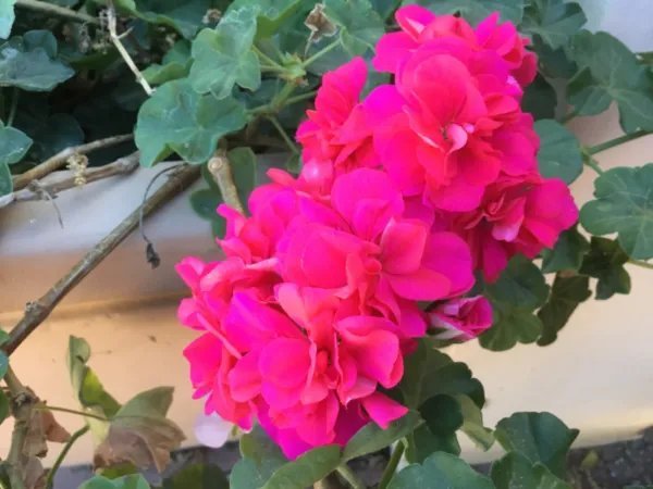 Geranium Salmon Pink Double Ivy Pelargonium 6 Cuts For Rooting Fresh Garden