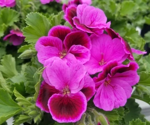 Martha Washington 4 Geranium Cuttings Pelargonium Organic Rose Pink Fresh Garden