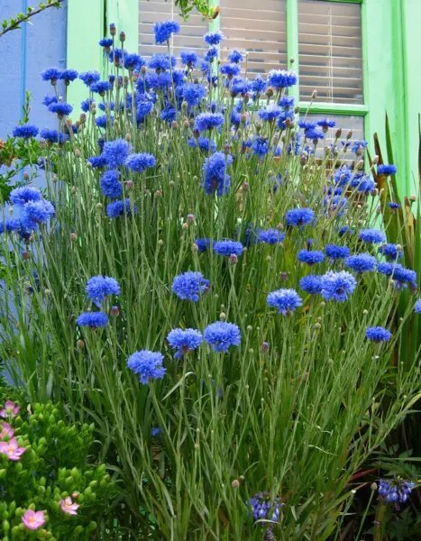 Batchelor Button Blue Double Flower Seed Florist Quality Fresh Garden