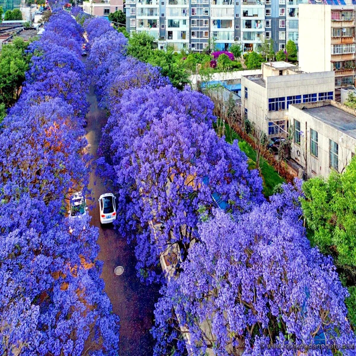 Blue Jacaranda Mimosifolia Fern Tree 100 Seeds For 2023 Blue Bonsai Tree Fresh Garden