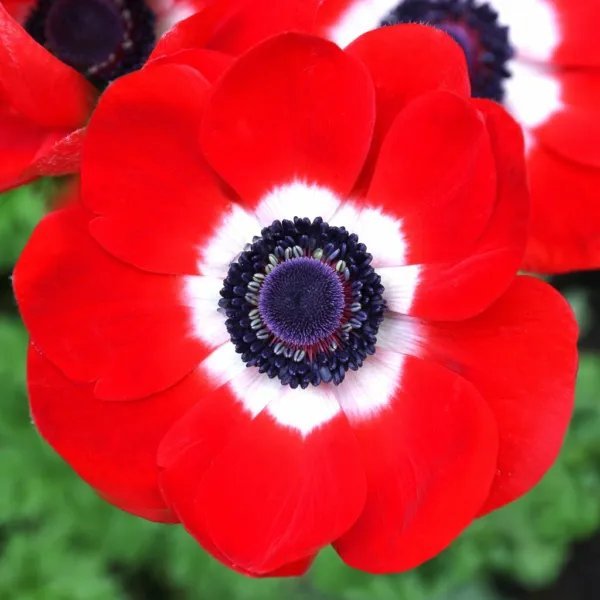 Anemone De Caen Seeds &acirc;��Red Poppy&acirc;�� Seed Packet Of 30 For 2023 Fresh Garden