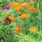 Butterfly Flower Milkweed Mix Colors For Monarch Butterfly Pkt 50 Seeds 2023 Fresh Garden