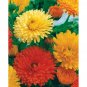 Beautiful Calendula Pacific Beauty Organic 70 Seeds Fresh Garden