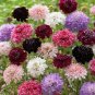 Pincushion Flower Scabiosa Mix Of Colors 100 + 2023 Seed Pkt Fresh Garden