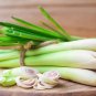 100+ Lemongrass Seeds Wonderful Herb For Tea & Cooking Cymbopogon Flexuosus Fresh Garden