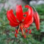 10+ Ultra Rare Fragrant Coral Lily Seeds Miniature Turk'S Cap Lilium Pumilum Fresh Garden