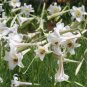 30+ Ultra Fragrant Formosan Lily Seeds Lilium Formosanum Easter Lily Relative Fresh Garden