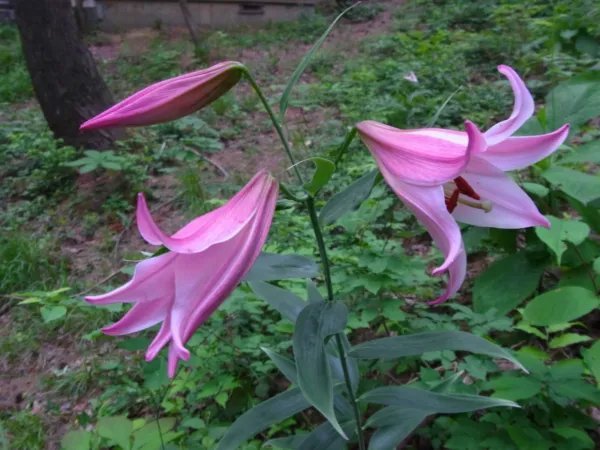 20+ Rare Manipur Lily 'Naga' Seeds Lilium Mackliniae Deep Pink Species ...