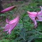 20+ Rare Manipur Lily 'Naga' Seeds Lilium Mackliniae Deep Pink Species Lily Fresh Garden