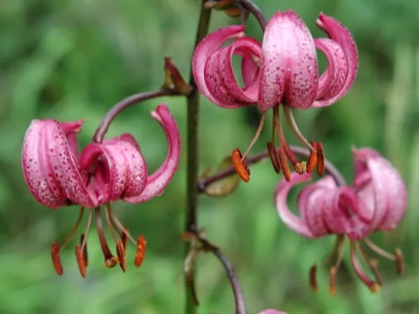 20+ Pink Turk'S Cap Lily Seeds Lilium Martagon Stunning Pink Flowers Fresh Garden
