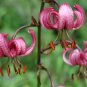 20+ Pink Turk'S Cap Lily Seeds Lilium Martagon Stunning Pink Flowers Fresh Garden