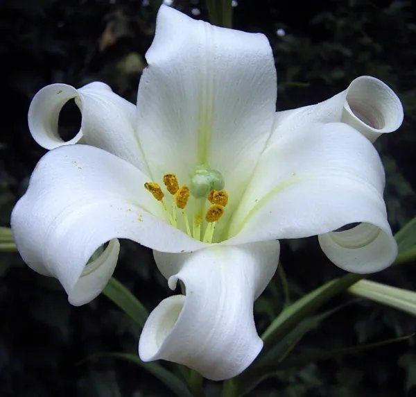 30+ Fragrant Philippine Lily Seeds Lilium Philippinense Fast Blooming Lily Fresh Garden
