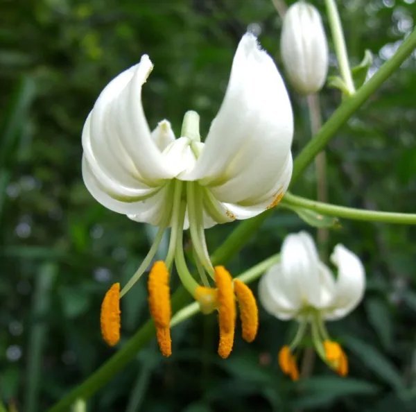 20+ White Turks Cap Lily Seeds Lilium Martagon Var Album White Martagon Lily Fresh Garden