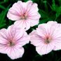 10 Bloody Cranesbill 'Vision Light Pink' Seeds Bright Pink Geranium Sanguineum Fresh Garden