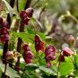 20+ Rare Climbing 'Red Wine' Monkshood Seeds Aconitum Hemsleyanum Wolfbane Fresh Garden
