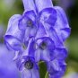 30+ Chinese Aconite Monkshood 'Arendsii' Seeds Aconitum Carmichaelii Tall Blue Fresh Garden