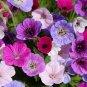 30+ Meadow Cranesbill 'Painter'S Palette' Seeds Geranium Pratense Vivid Colors Fresh Garden